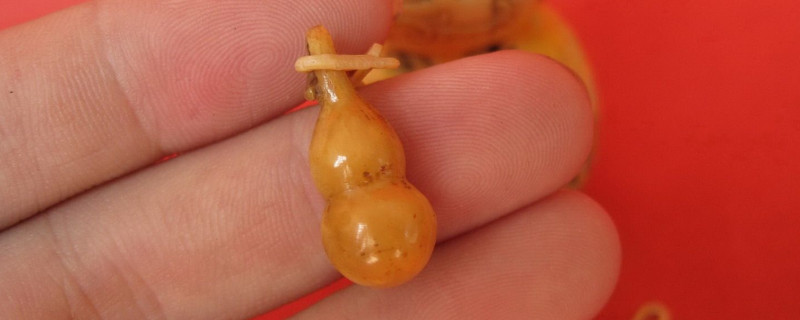 文玩葫芦里的籽能种吗