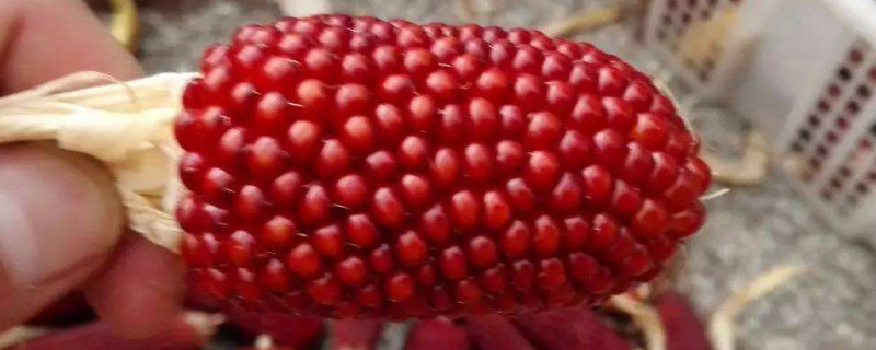 文玩玉米怎样不掉粒