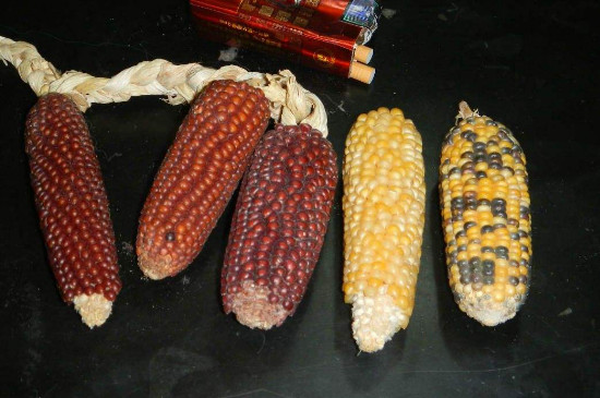 文玩玉米怎样不掉粒