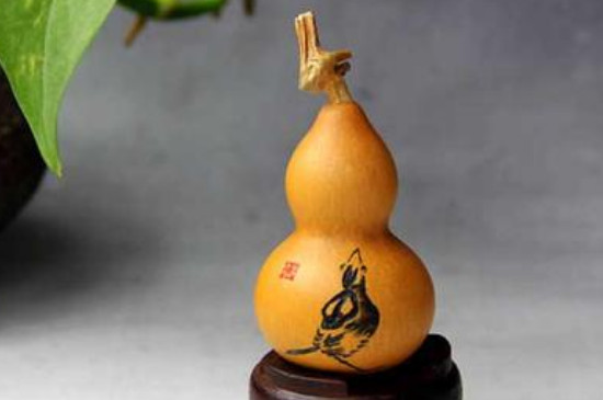 文玩葫芦几月采摘