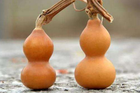 文玩葫芦要经常晒太阳吗