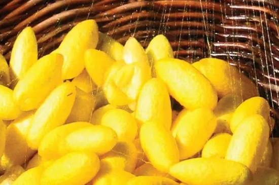 黄金蚕丝是纯天然的吗