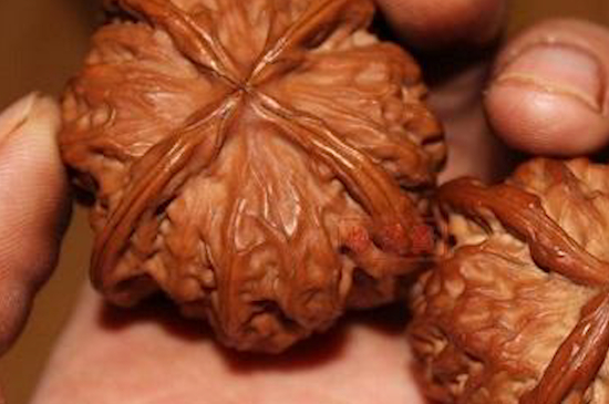 文玩核桃多久能变红