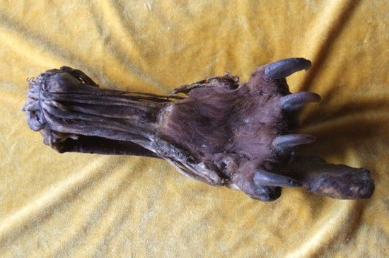 虎骨怎么辨别真假