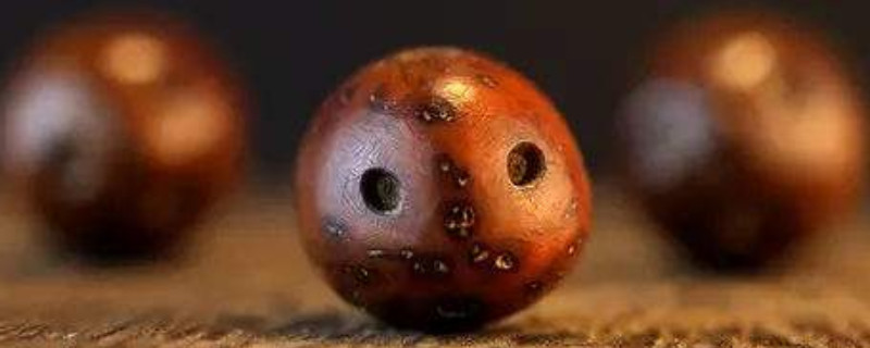 紫金鼠是什么树的种子