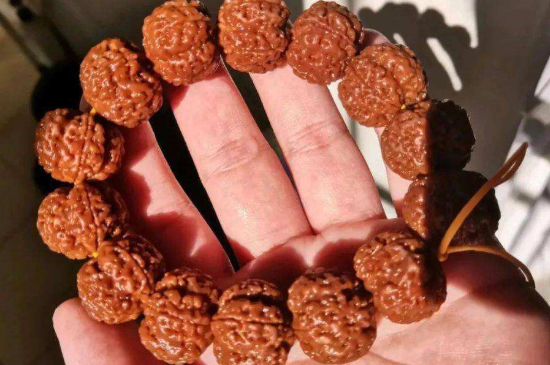 大金刚药王籽能玩吗