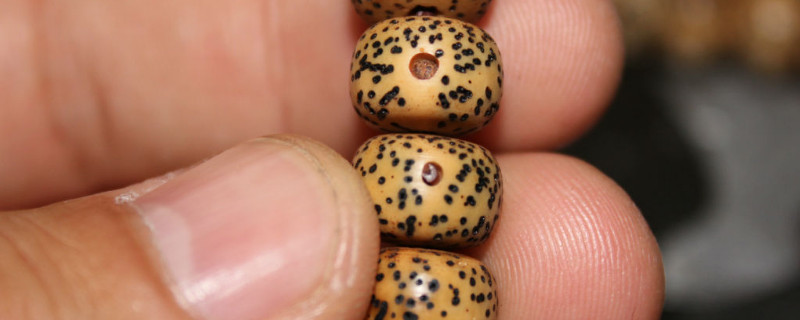 星月菩提几月成熟